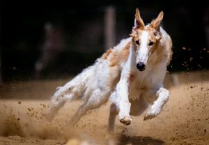 Top 5 Mumbai Race Course Betting: Tested & Ranked for Indian Players (2026)